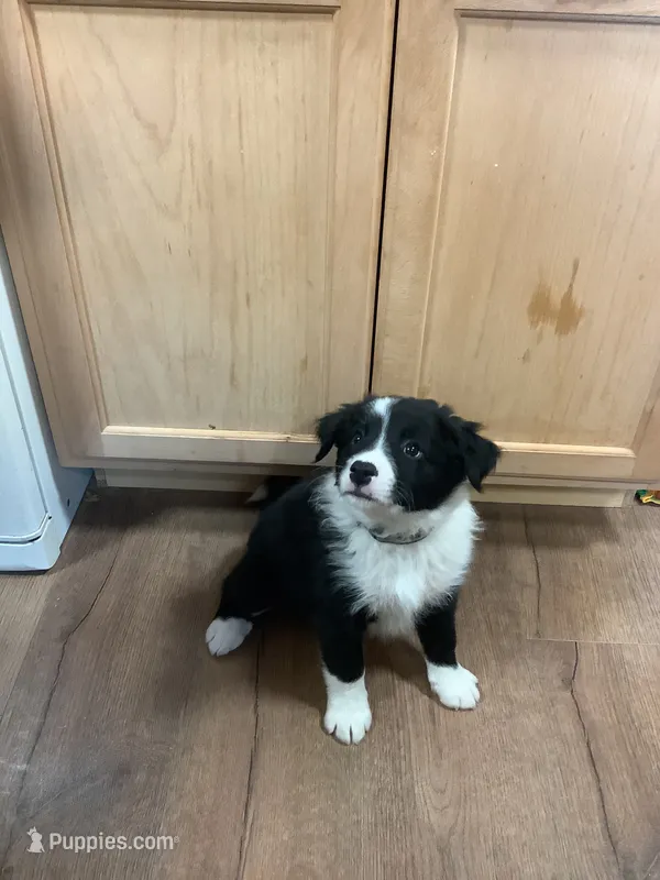 Boy 3  – Border Collie puppy for sale in Harlowton, MT