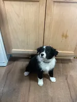 Boy 3 , a male Border Collie for sale in Harlowton, MT – 1 of 9