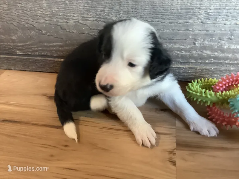 Boy 4 – Border Collie puppy for sale in Harlowton, MT