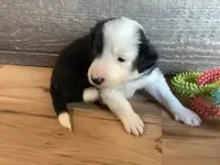 Finn, a male Border Collie for sale in Harlowton, MT – 1 of 10