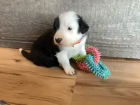Finn, a male Border Collie for sale in Harlowton, MT – 5 of 10