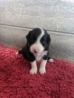 Casper, a male Border Collie for sale in Harlowton, MT – 4 of 10