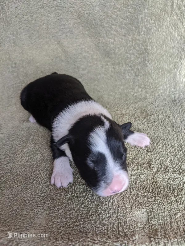 Boy 3  – Border Collie puppy for sale in Harlowton, MT
