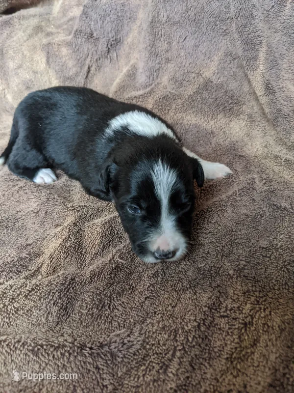 Boy 5 – Border Collie puppy for sale in Harlowton, MT