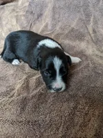 Rerun, a male Border Collie for sale in Harlowton, MT – 6 of 10