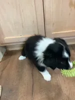 Boy 3 , a male Border Collie for sale in Harlowton, MT – 4 of 9