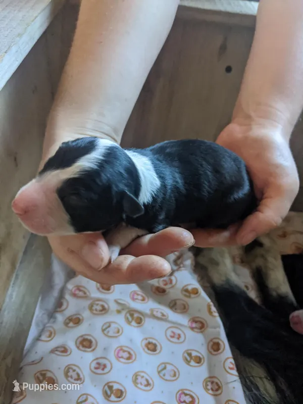 Boy 2 – Border Collie puppy for sale in Harlowton, MT