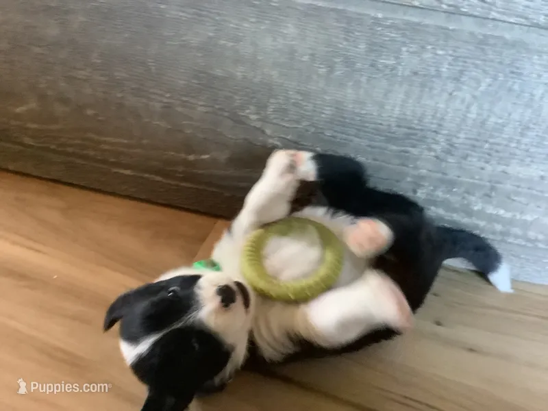 Girl 1 – Border Collie puppy for sale in Harlowton, MT