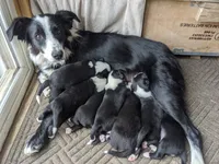 Shelby, a female Border Collie for sale in Harlowton, MT – 7 of 8