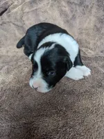 Boy 3 , a male Border Collie for sale in Harlowton, MT – 6 of 9