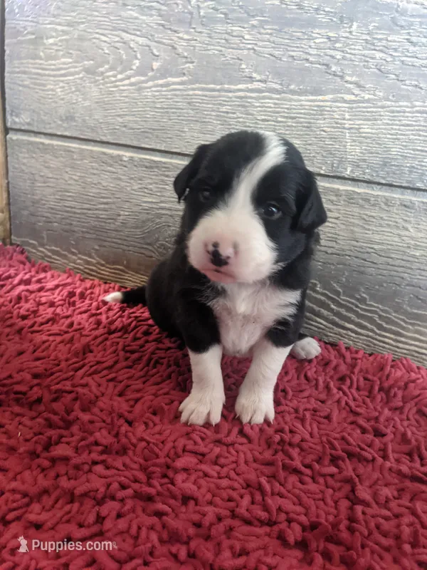 Boy 2 – Border Collie puppy for sale in Harlowton, MT