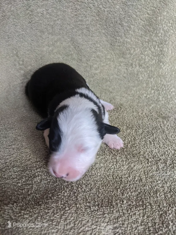 Boy 4 – Border Collie puppy for sale in Harlowton, MT