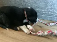 Remington, a female Border Collie for sale in Harlowton, MT – 3 of 10