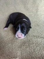 Shelby, a female Border Collie for sale in Harlowton, MT – 4 of 8