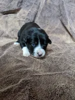 Shelby, a female Border Collie for sale in Harlowton, MT – 3 of 8
