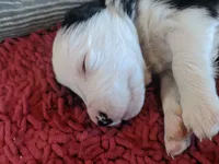 Finn, a male Border Collie for sale in Harlowton, MT – 7 of 10