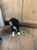 Girl 3, a female Border Collie for sale in Harlowton, MT – 2 of 9