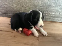 Casper, a male Border Collie for sale in Harlowton, MT – 2 of 10