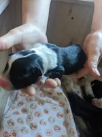 Boy 3 , a male Border Collie for sale in Harlowton, MT – 2 of 4