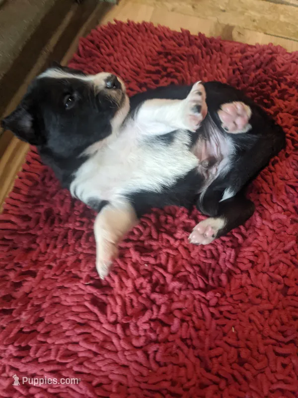 Boy 5 – Border Collie puppy for sale in Harlowton, MT