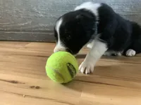 Rerun, a male Border Collie for sale in Harlowton, MT – 2 of 10