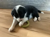 Shelby, a female Border Collie for sale in Harlowton, MT – 1 of 10