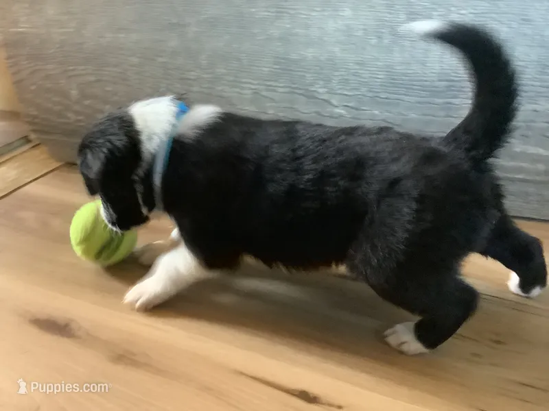 Rerun – Border Collie puppy on hold in Harlowton, MT