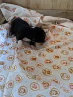 Girl 2, a female Border Collie for sale in Harlowton, MT – 1 of 4