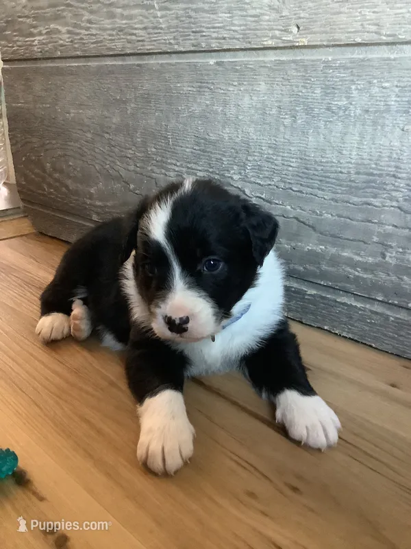 Boy 3  – Border Collie puppy for sale in Harlowton, MT