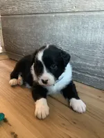 Boy 3 , a male Border Collie for sale in Harlowton, MT – 5 of 9