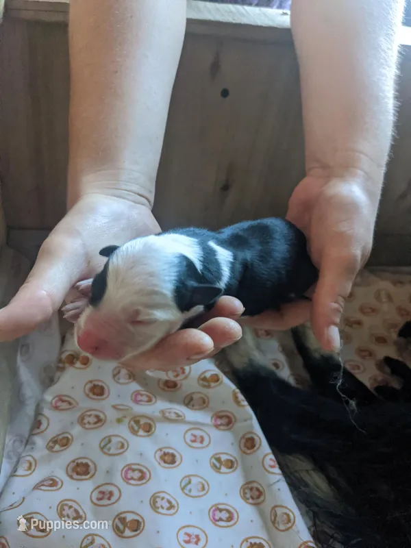 Boy 4 – Border Collie puppy for sale in Harlowton, MT