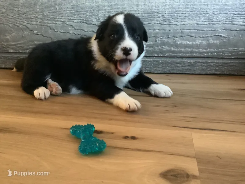 Boy 3  – Border Collie puppy for sale in Harlowton, MT