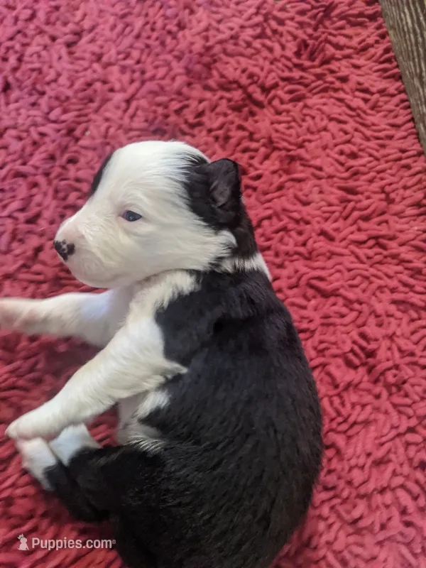Boy 4 – Border Collie puppy for sale in Harlowton, MT