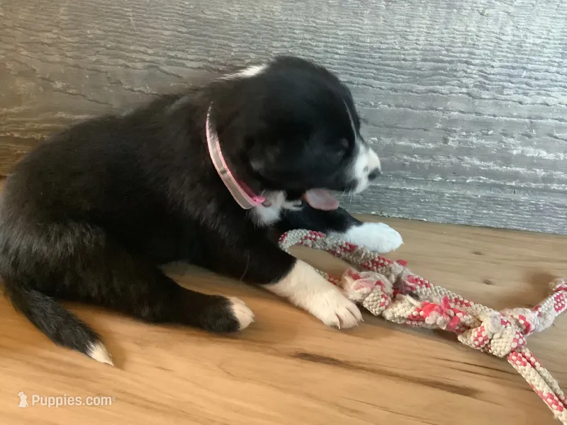 Remington – Border Collie puppy on hold in Harlowton, MT