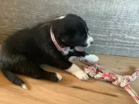 Remington, a female Border Collie for sale in Harlowton, MT – 1 of 10