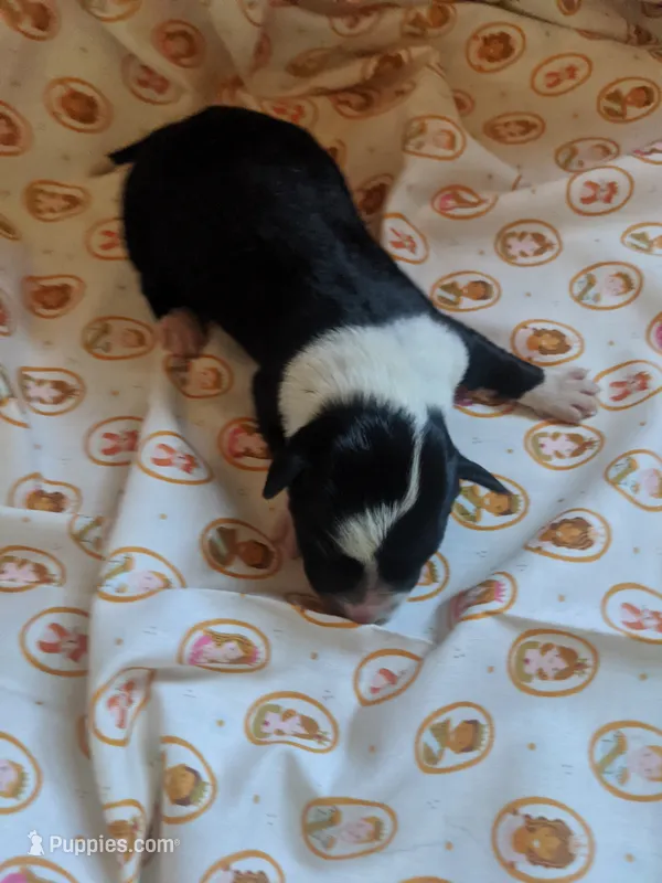 Boy 3  – Border Collie puppy for sale in Harlowton, MT