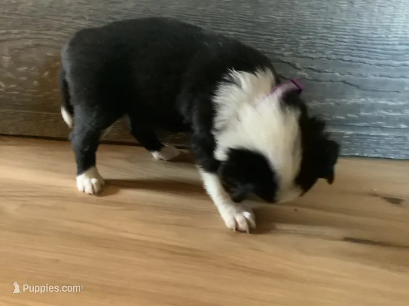 Zoey – Border Collie puppy on hold in Harlowton, MT