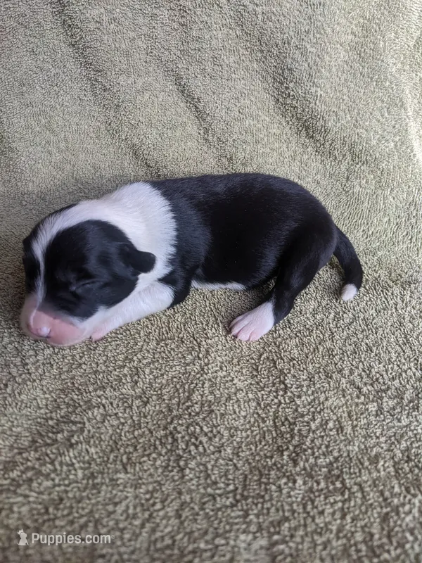 Girl 1 – Border Collie puppy for sale in Harlowton, MT