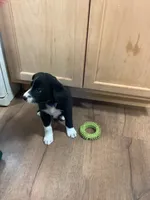Girl 3, a female Border Collie for sale in Harlowton, MT – 3 of 9