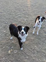 Boy 2, a male Border Collie for sale in Harlowton, MT – 2 of 3