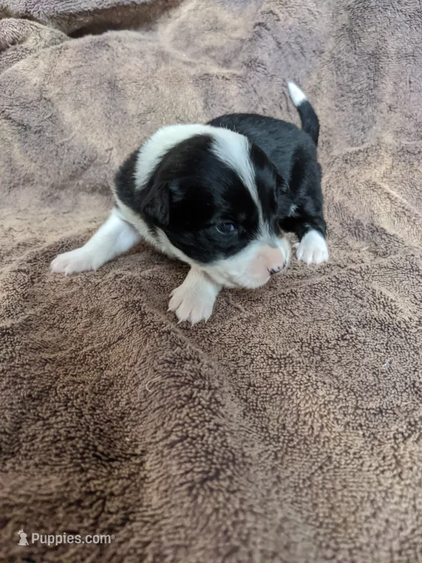 Girl 1 – Border Collie puppy for sale in Harlowton, MT