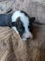 Zoey, a female Border Collie for sale in Harlowton, MT – 3 of 8