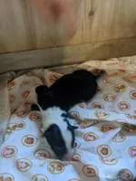 Girl 3, a female Border Collie for sale in Harlowton, MT – 1 of 3
