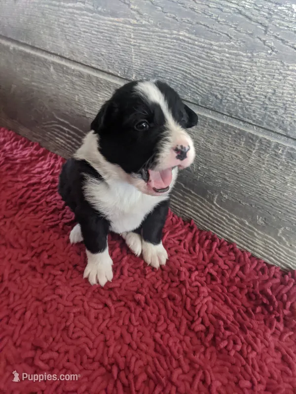 Boy 3  – Border Collie puppy for sale in Harlowton, MT