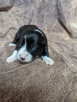 Shelby, a female Border Collie for sale in Harlowton, MT – 2 of 8