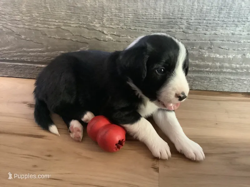 Boy 2 – Border Collie puppy for sale in Harlowton, MT