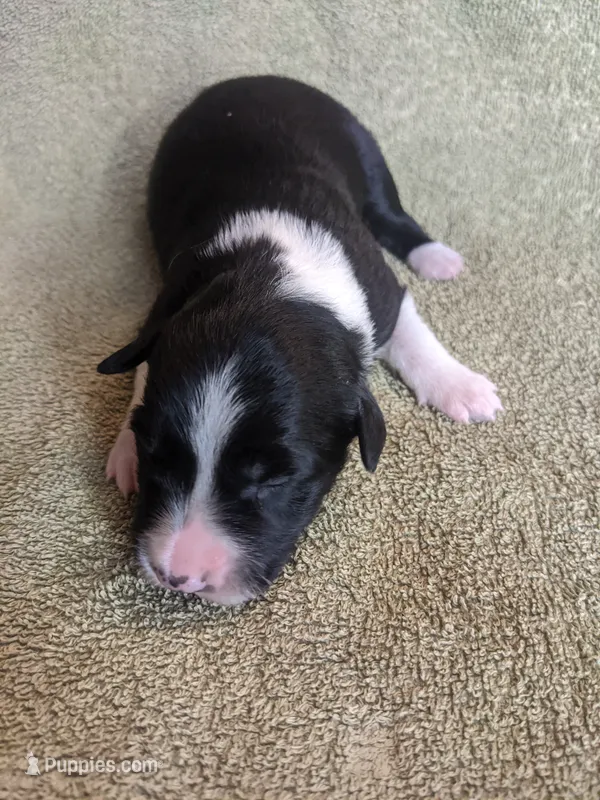 Boy 5 – Border Collie puppy for sale in Harlowton, MT
