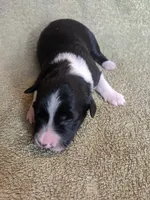 Rerun, a male Border Collie for sale in Harlowton, MT – 7 of 10