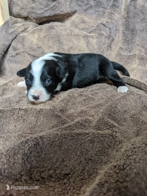 Girl 3 – Border Collie puppy on hold in Harlowton, MT