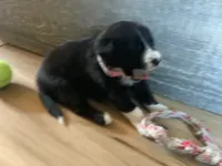 Remington, a female Border Collie for sale in Harlowton, MT – 4 of 10